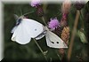 Pieris brassicae3.JPG