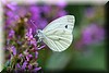 Pieris napae.JPG
