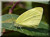 Pieris rapae 4.JPG