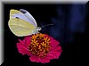 Pieris rapae.JPG