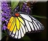 Prioneris philonome themana.JPG