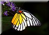 Prioneris philonome themana2.JPG
