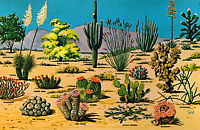 Cactus Types